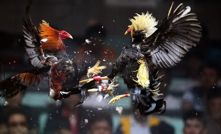 Cách Chơi Đá Gà Sabong Tại 666VN Dễ Hiểu Nhất Cho Tân Thủ